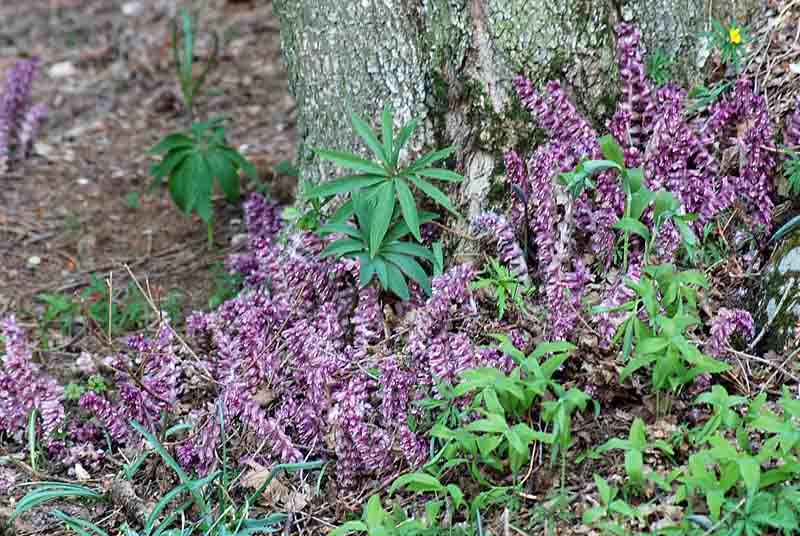 Lathraea squamaria